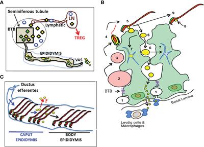 Exposed and Sequestered Antigens in Testes and Their Protection by Regulatory T Cell-Dependent Systemic Tolerance